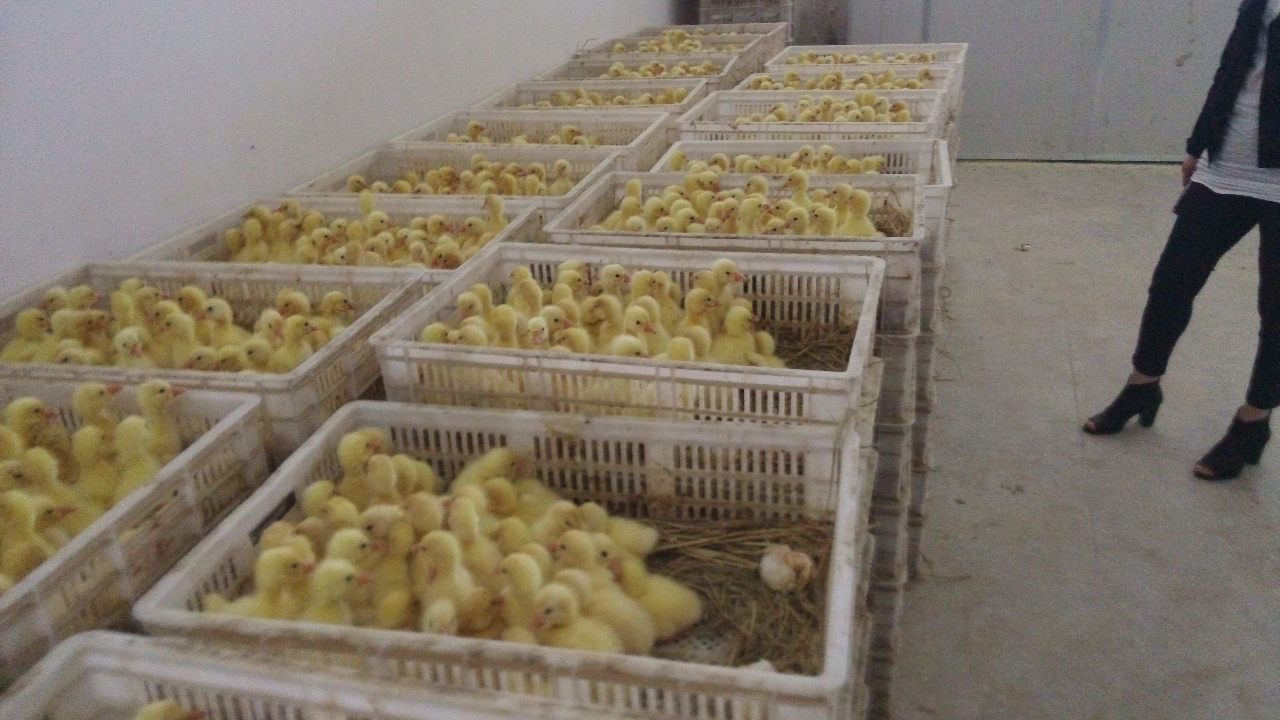 江西九江鹅苗价格供应2016鹅苗养殖|鹅苗饲料的江西九江鹅苗价格
