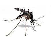 驱蚊用品/蚊虫防治/蚊虫防治服务/批发
