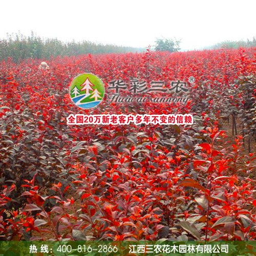 供应红叶赤果 耐寒品种 北方种植树种 红叶赤果绿化小苗出售图片
