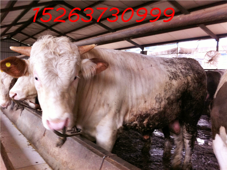 肉牛犊三元杂交牛供应用于肉牛的肉牛犊三元杂交牛