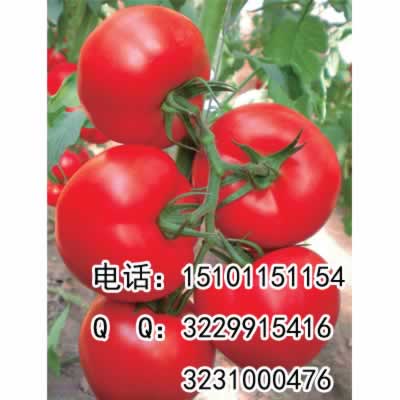 荷兰巨粉番茄种子|番茄种子价格批发