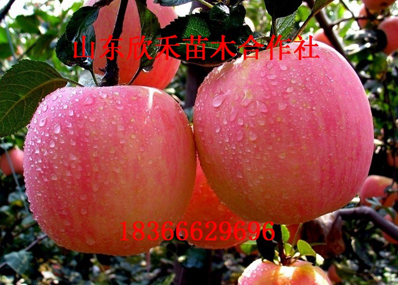 美国八号苹果苗 苹果苗 矮化苹果苗 苹果树苗新品种 苹果苗价格