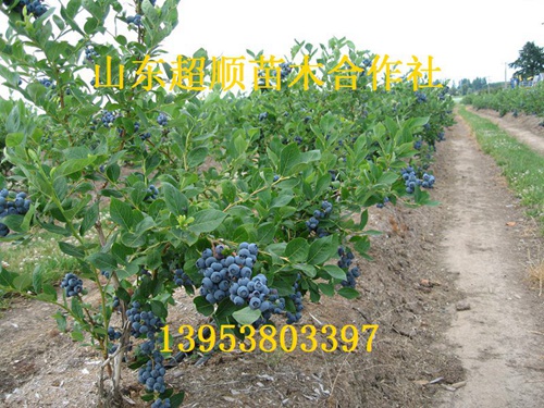 供应用于产果的甜粒星蓝莓苗，贵州甜粒星蓝莓苗，四川甜粒星蓝莓苗