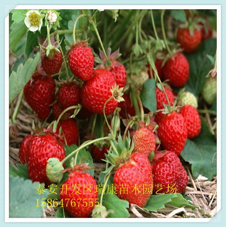 供应大量供应红颜草莓苗
