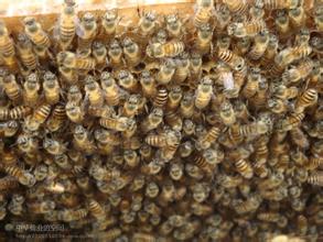买蜂蜜就去香草养生馆，是自养蜂蜜批发