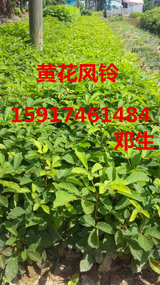 广州市南方30公分高树菠萝小苗批发商厂家