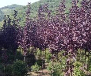 供应紫叶稠李批发价格-莱州欧美彩叶苗圃