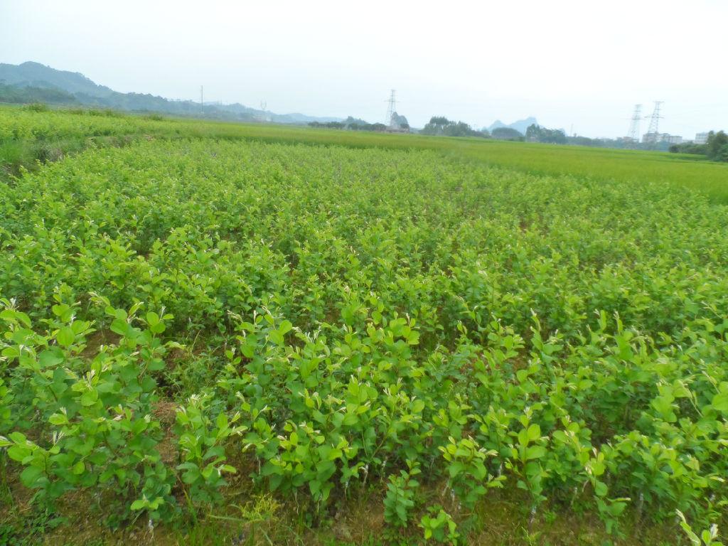 供应用于原材料的台湾青枣哪里有卖 台湾青枣 台湾青枣供应商