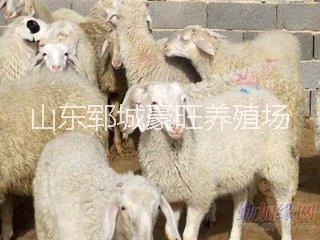 供应山东豪旺养殖场肉羊销售