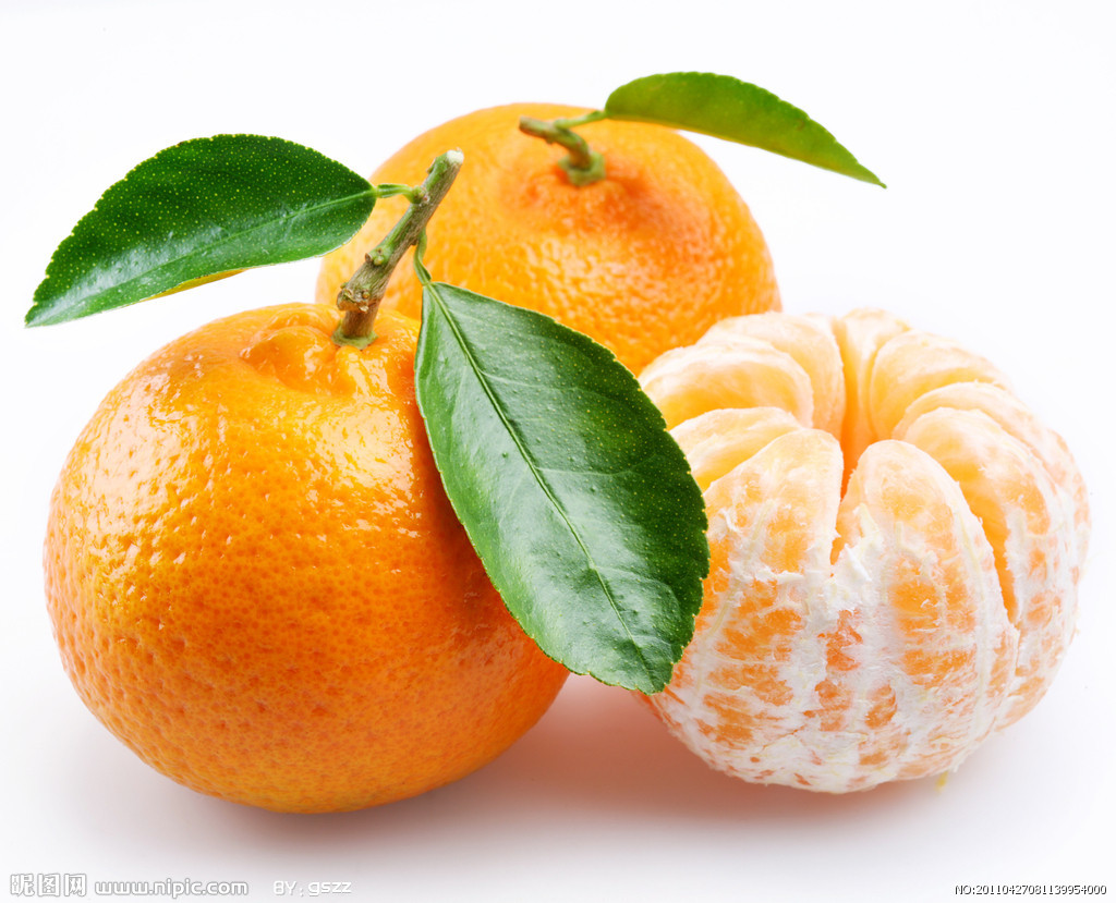 供应用于种植的柑橘种苗