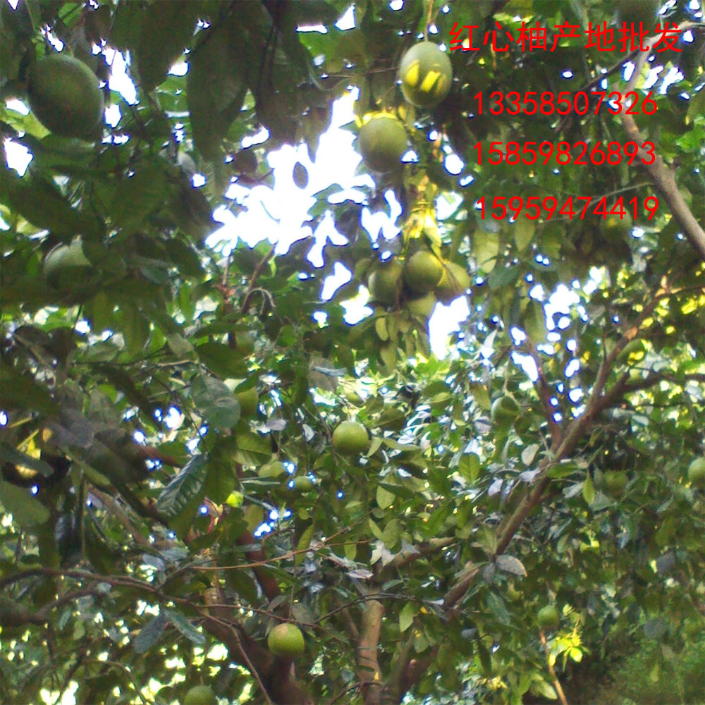 尤溪红心柚种植示范基地