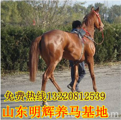 供应用于养殖的惠来县养马技术 伊犁马的价格