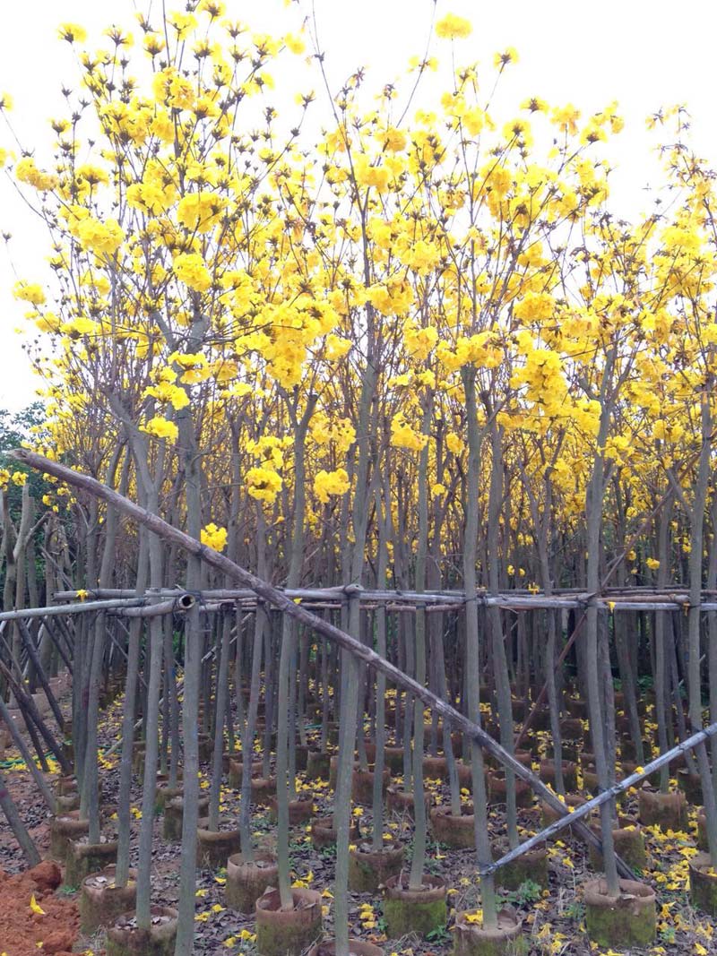 黄花风铃木价格苗农在线供应用于绿化的黄花风铃木价格苗农在线
