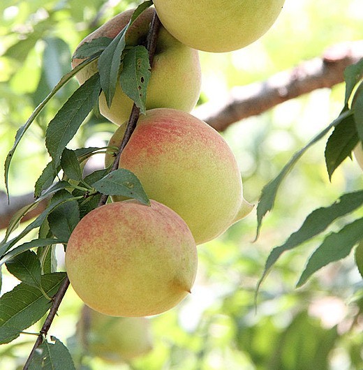 桃苗品种 桃树品种 桃树好品种 桃苗好品种 桃树新品种 桃苗新品种 红花桃品种 目前的桃树好品种 就选连平鹰嘴桃图片