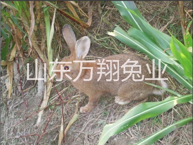 贵州杂交野兔养殖场批发