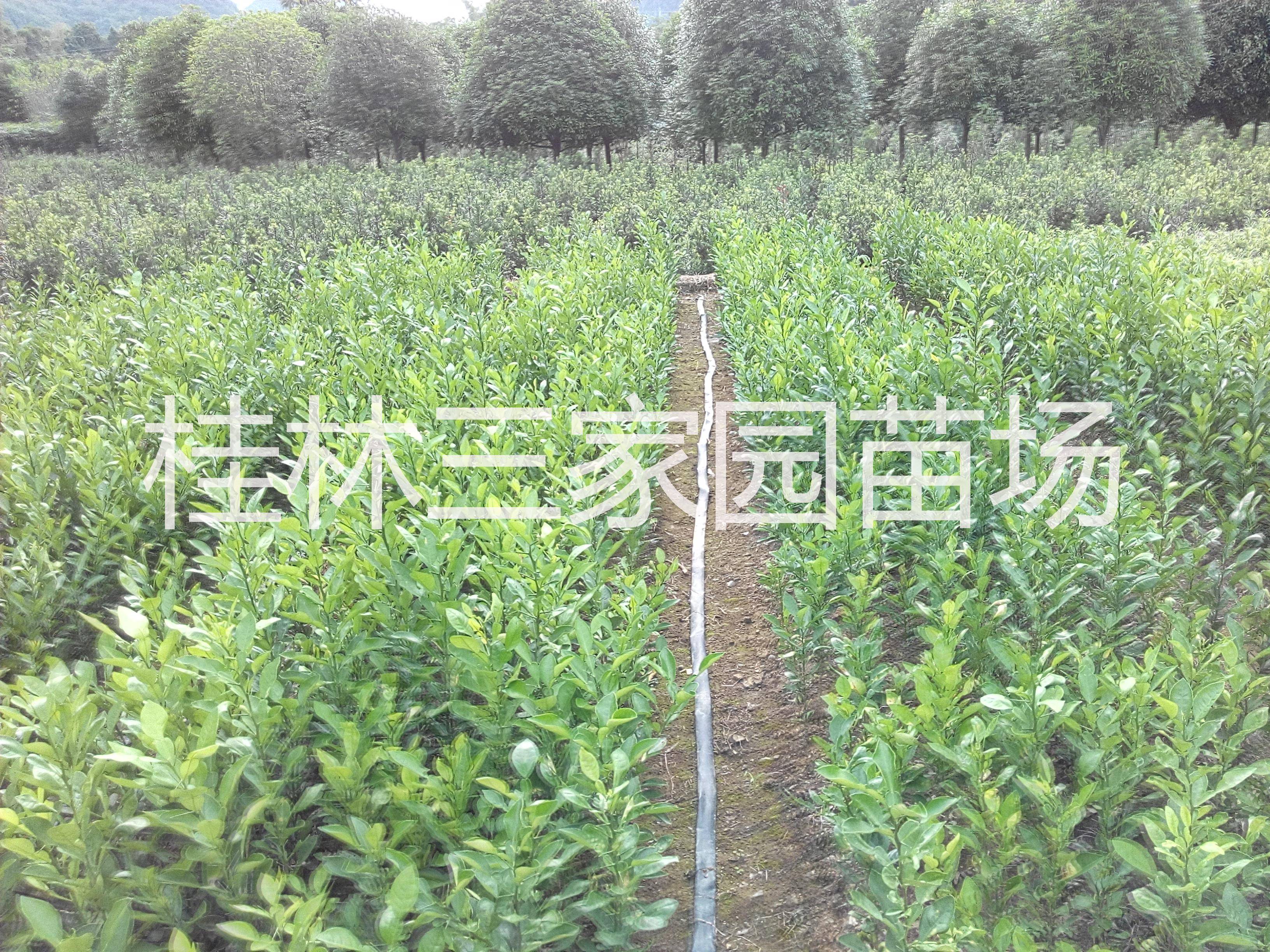 桂林市柚子苗厂家