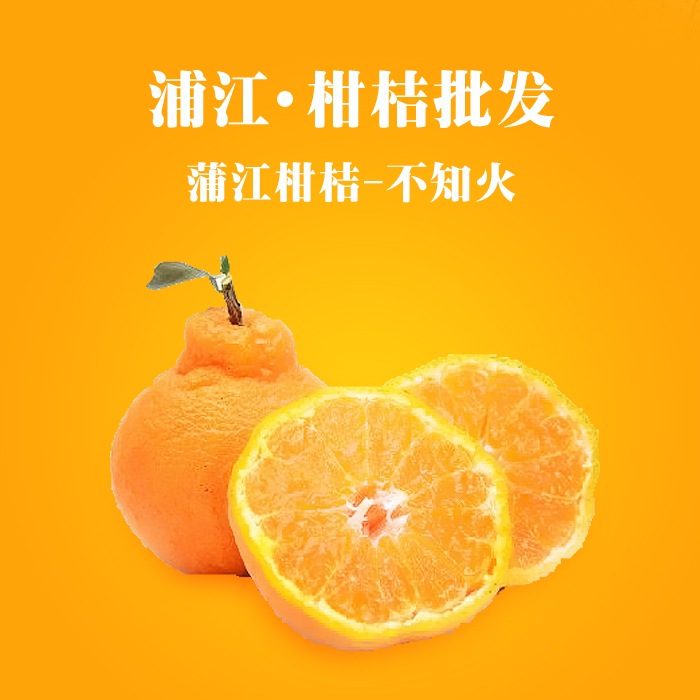 供应用于柑桔的资阳不知火柑桔 凸顶柑 丑柑  蒲江风帆柑橘合作社