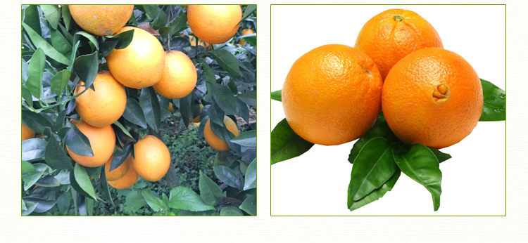 供应香橙小苗 橙子树苗 果树苗 桂林农林生态图片