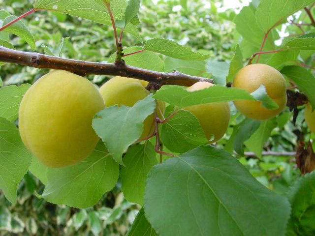 供应用于农业的银白杏果树苗