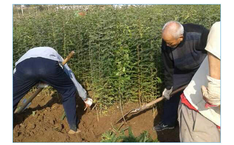 西安市皂角树苗如和种植厂家供应皂角树苗如和种植