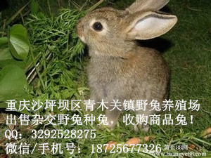 重庆沙坪坝区陈家桥镇野兔养殖基地出售野兔种兔！！！