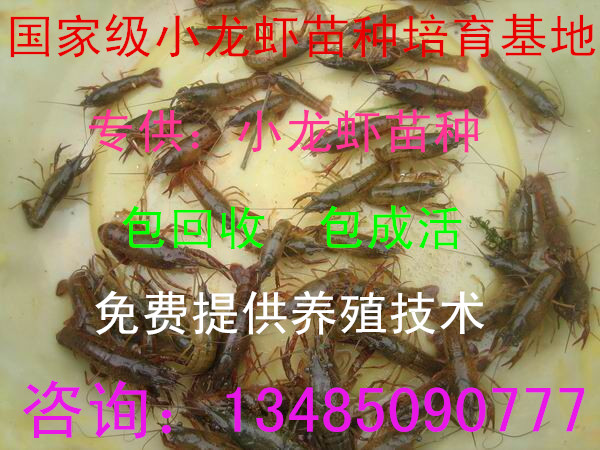 小龙虾种苗 龙虾苗直销现在龙虾苗价格哪里有龙虾苗