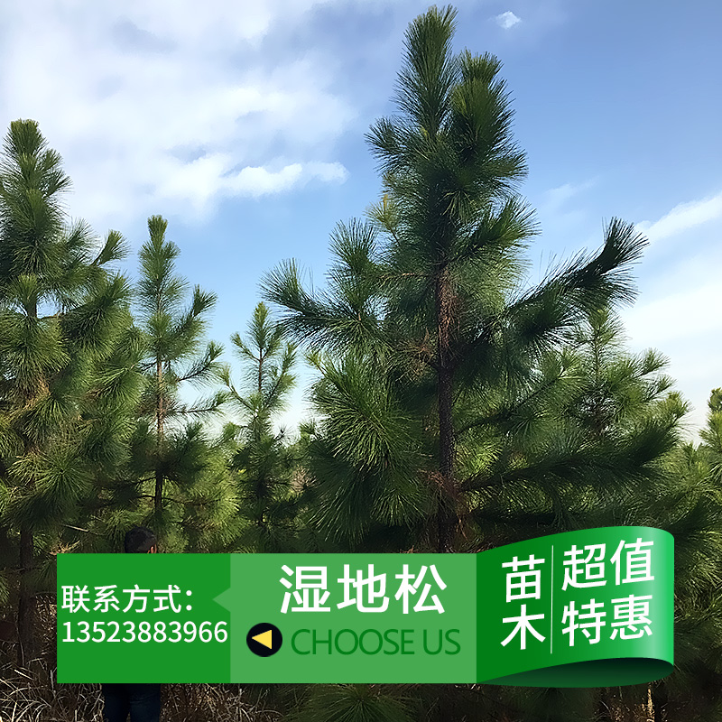 潢川县亿人苗圃场供应用于园林绿化的湿地松树 湿地松苗批发图片
