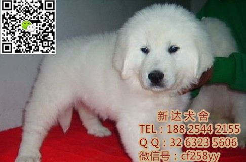 供应用于玩赏犬的深圳哪里卖大白熊有保障 血统纯正
