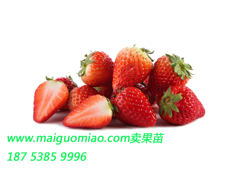 供应用于草莓生产的山东草莓苗 山东哪里有山东草莓苗基地 山东草莓苗价格