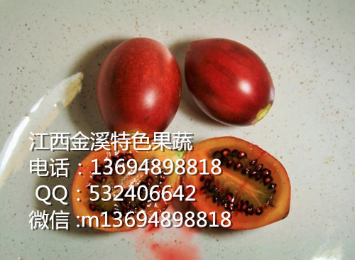 供应用于营养的江西树蛋果实种植基地