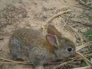 杂交野兔养殖技术批发