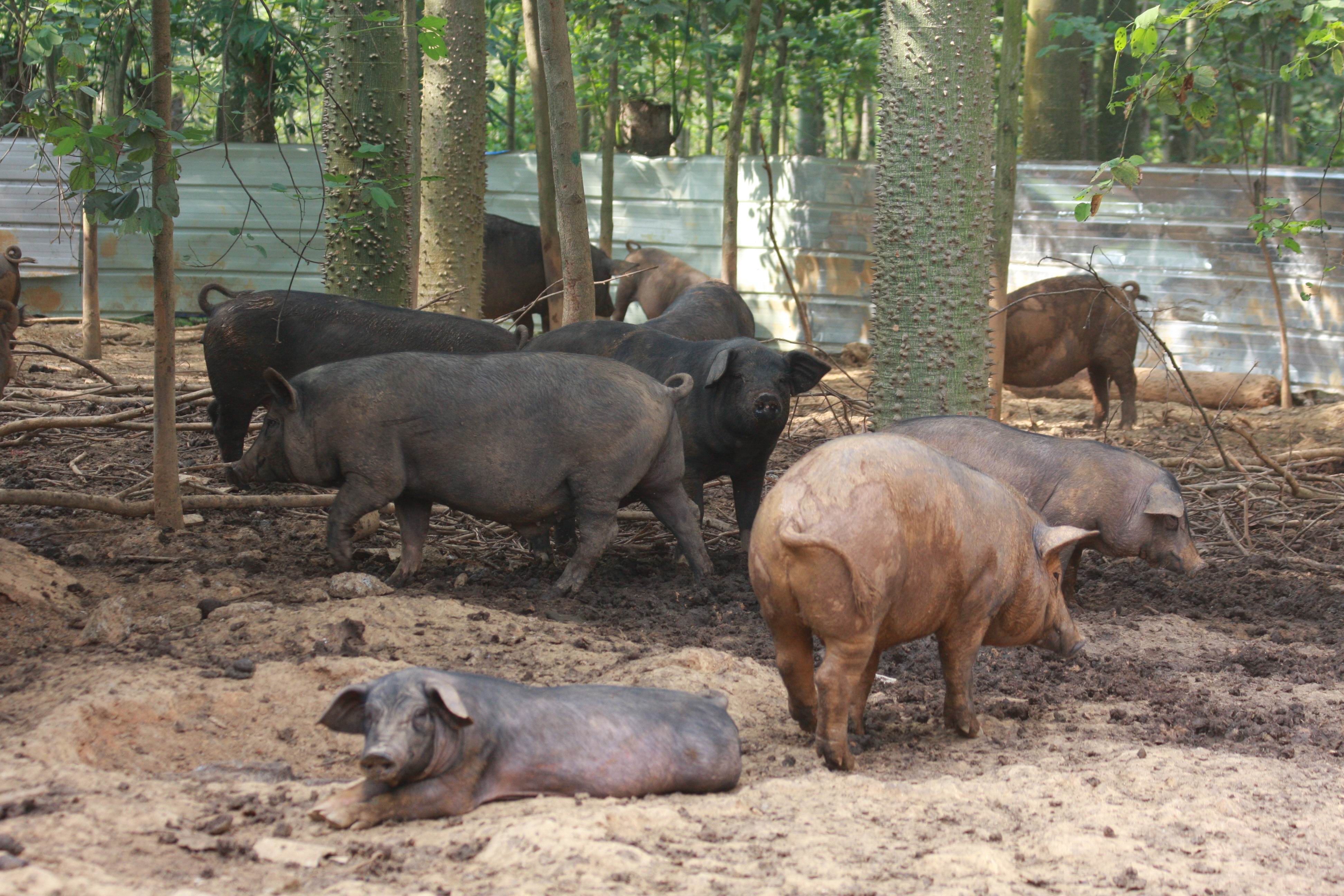 柳州市有机猪厂家