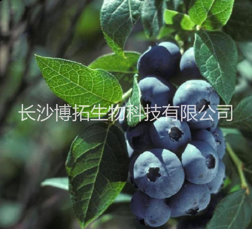 供应用于日常养生、保的供应博拓 越橘提取物(BBE05-25越橘花青素)  蓝莓提取物  花色苷