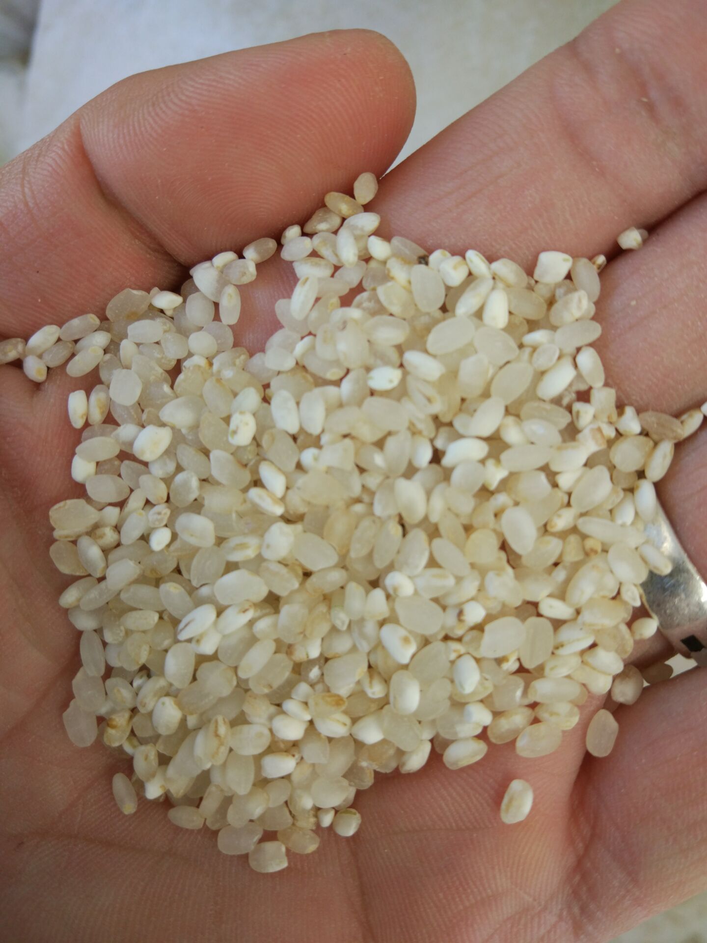 泰州市优质老米厂家供应用于食品做酒的碎米 酒米 老米 优质老米