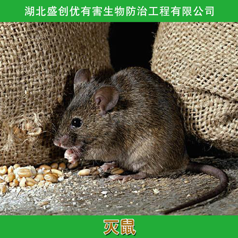灭鼠供应灭鼠 超声波灭鼠 电子灭鼠 灭鼠灵 驱鼠器 杀虫剂