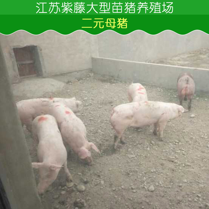 供应二元母猪供应商 二元母猪  二元母猪养殖技术 二元母猪养殖基地