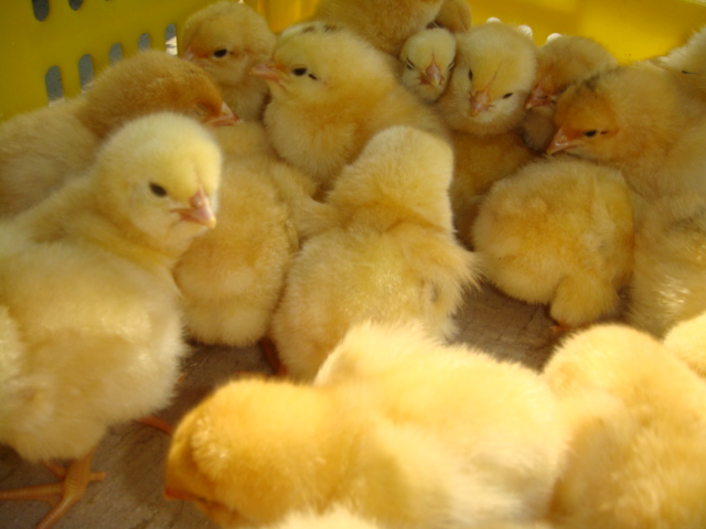 菏泽市快大黄鸡苗，脱温土鸡苗厂家供应用于鸡苗的快大黄鸡苗，脱温土鸡苗