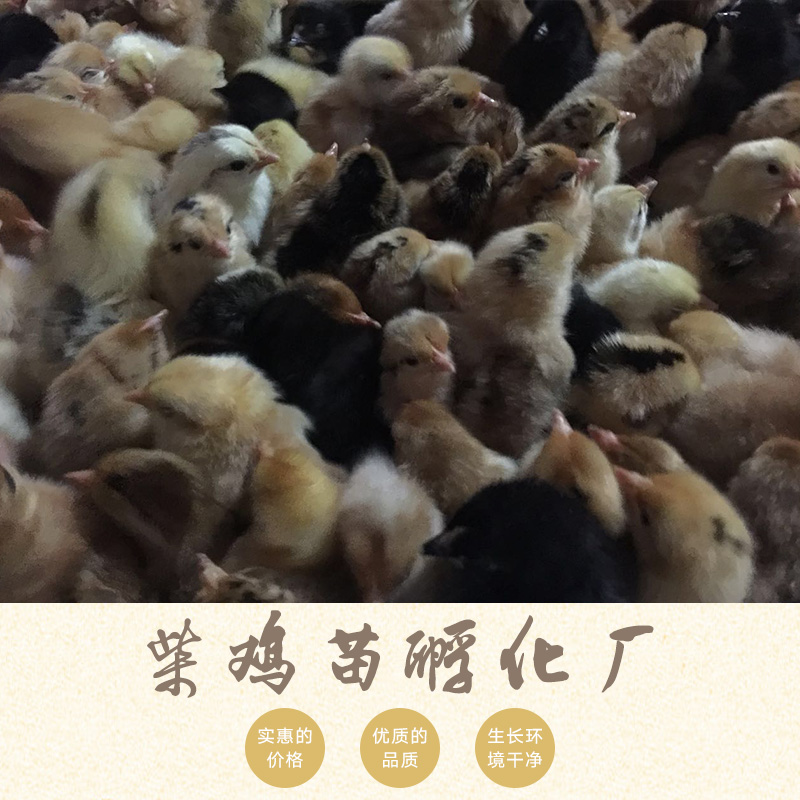 供应柴鸡苗孵化厂养殖孵化鸡苗|土鸡苗、优质鸡苗|河南鸡苗批发