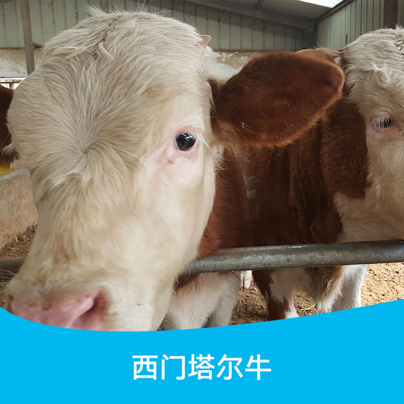 云南西门塔尔肉牛养殖技术 云南哪里有西门塔尔肉牛批发