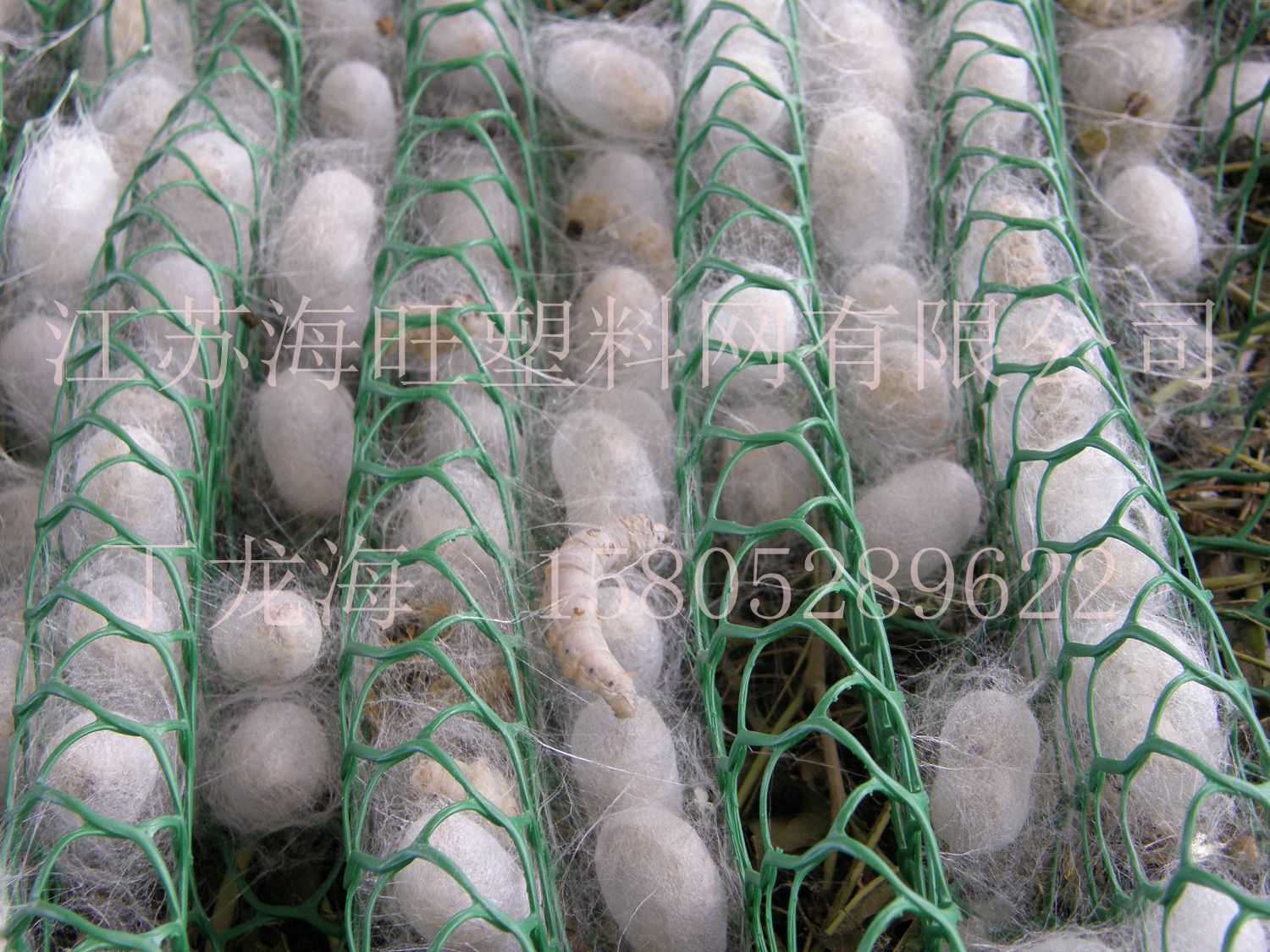 供应蚕网 蚕宝宝结茧网 塑料养殖网