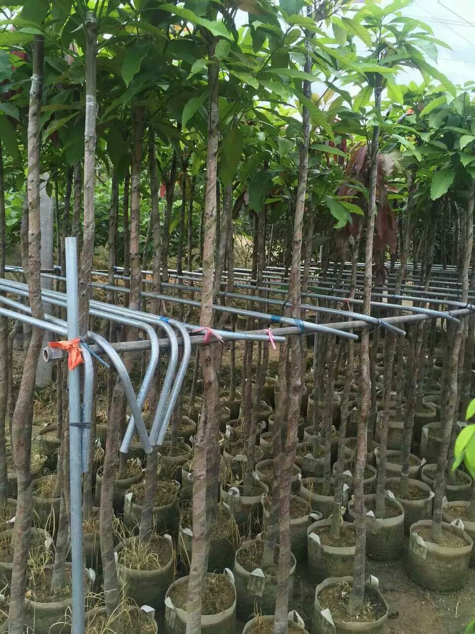 供应广东芒果树哪里有货源、芒果树供应商、芒果树供应产地、芒果树货源充足、