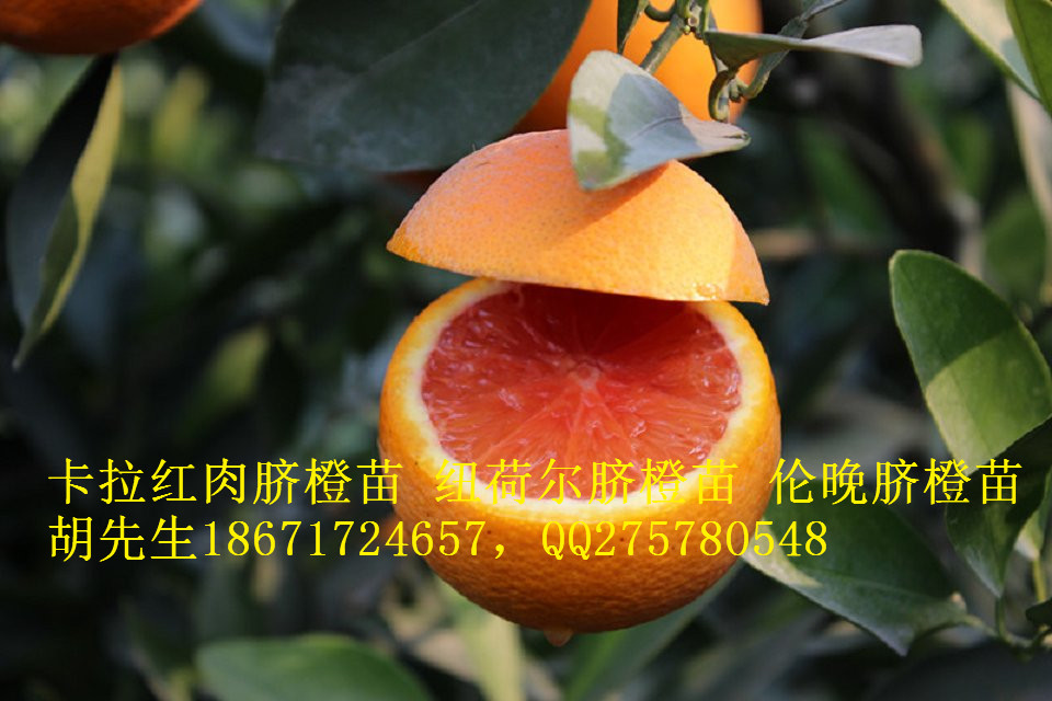 2016年红肉脐橙苗血橙苗出售供应用于的2016年红肉脐橙苗血橙苗出售