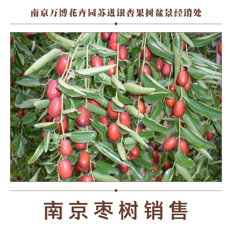 供应南京枣树销售 南京枣树销售中心 枣树树苗报价 枣树种植基地图片