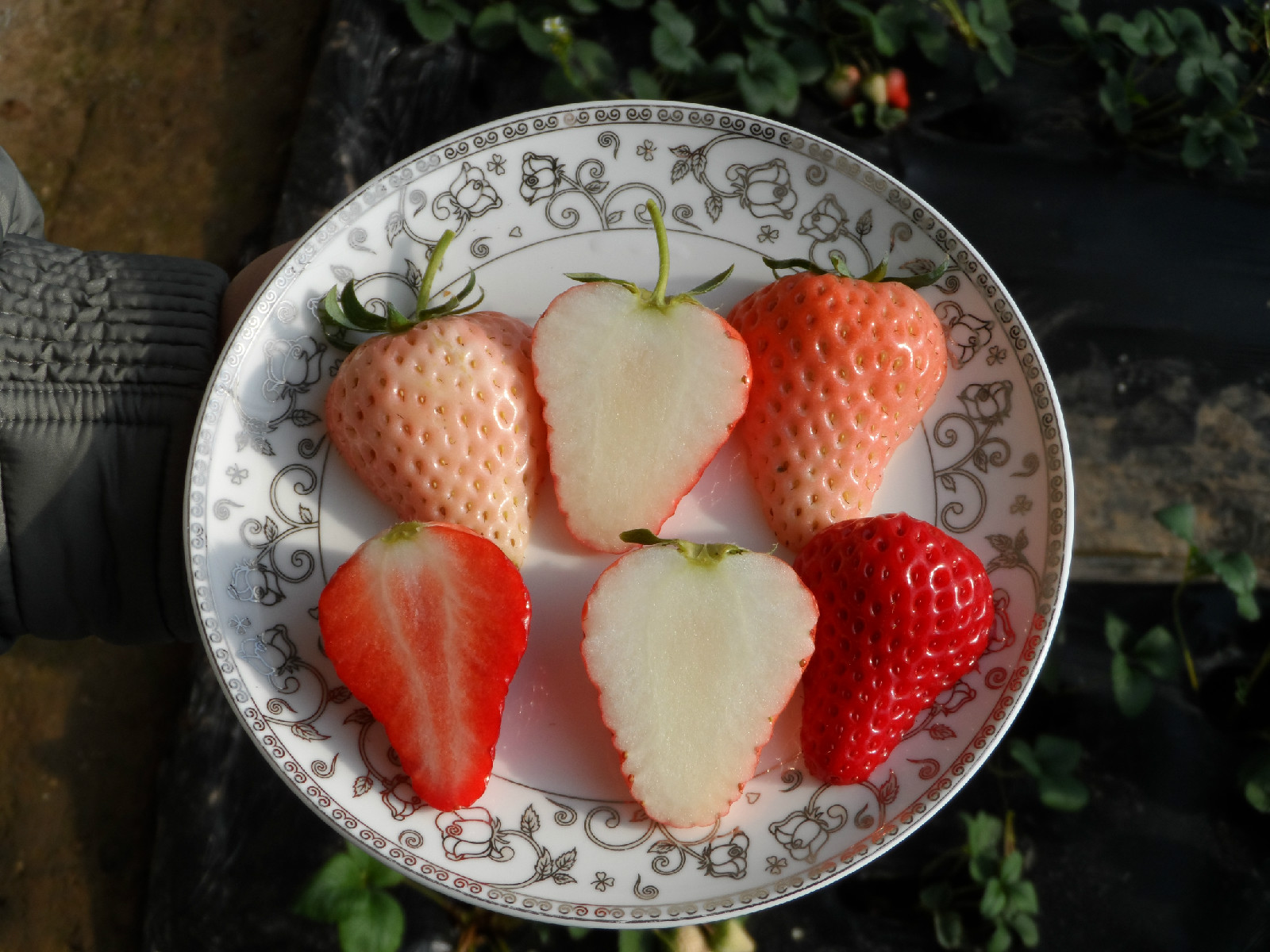 泰安市小白草莓苗厂家供应小白草莓苗，山东小白草莓苗价格，直销小白草莓苗种苗
