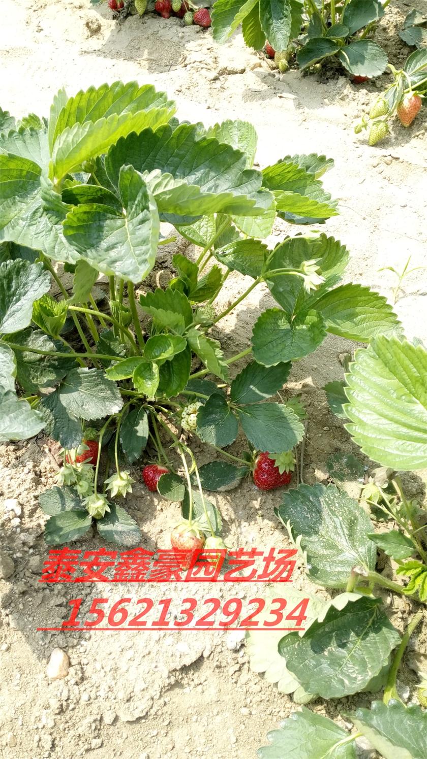 草莓苗出售的草莓苗 价格 批发 多少钱一颗 山东草莓苗基地图片