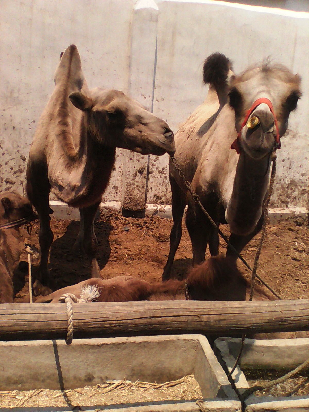 济宁市使用骆驼奶的好处?厂家供应用于骑乘、屠宰的使用骆驼奶的好处?