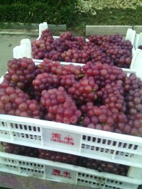 供应用于材料的潍坊临朐葡萄收购与客商的利益关系
