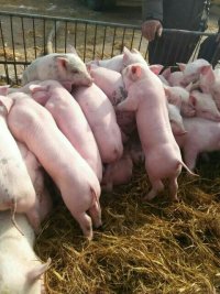 河南崽猪批发厂家 崽猪养殖场 崽猪价格图片