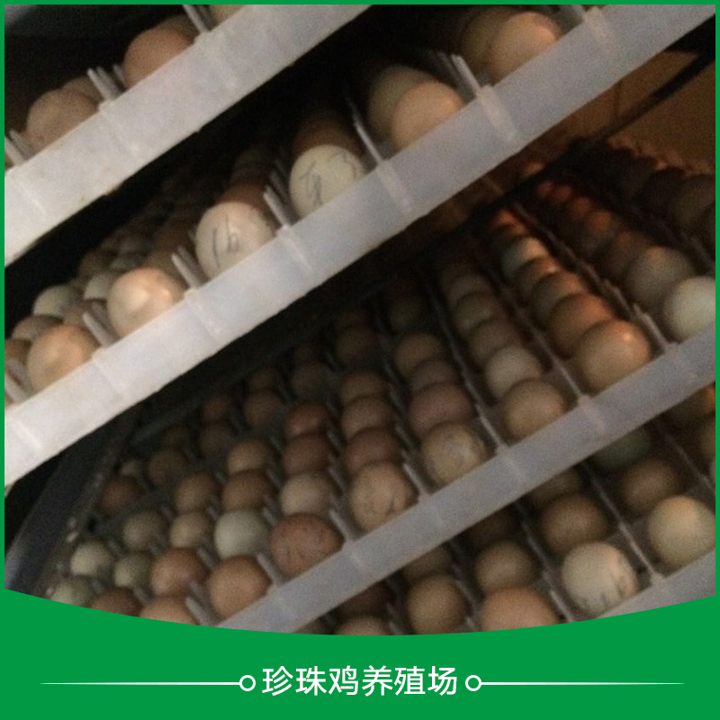 珍珠鸡养殖场供应珍珠鸡养殖场 江苏珍珠鸡养殖场 珍珠鸡苗养殖场 江苏珍珠鸡苗