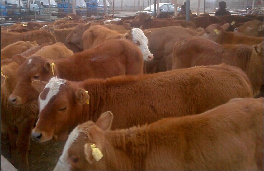 菏泽市育肥鲁西黄牛的价格厂家